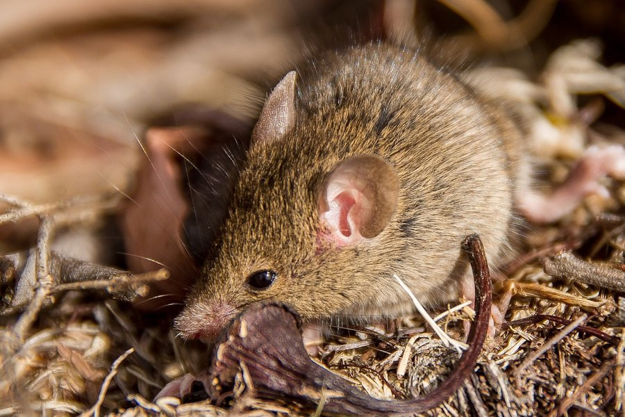 кенгуру живут только в австралии. среди животных наиболее распространены. кенгуру валлаби беннета. кенгуру валлаби. сумчатые животные только в австралии.