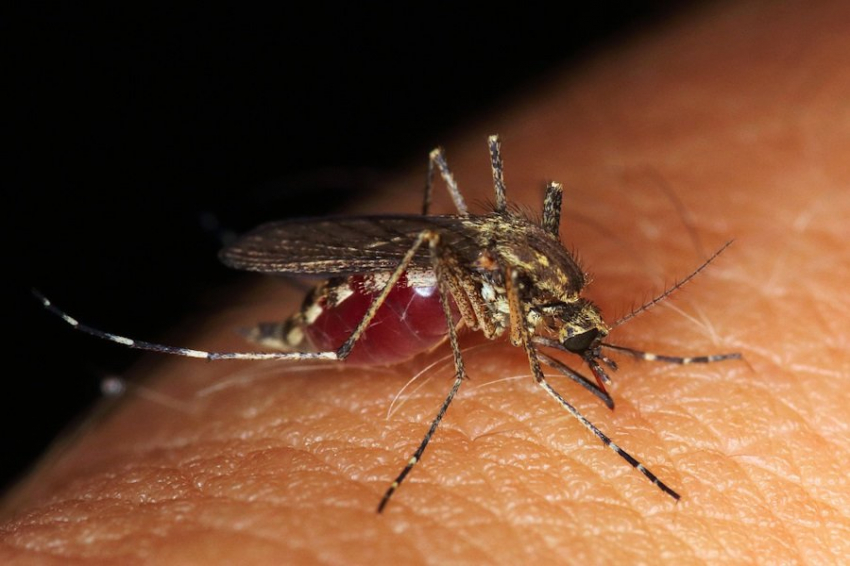 PNAS: ученый Томпсон выявил группу крови, предпочитаемую комарами