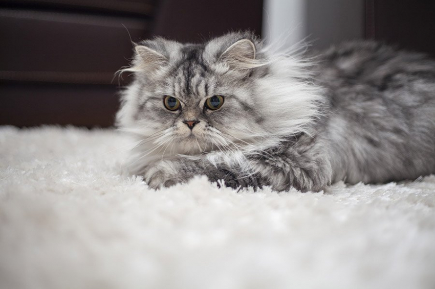 Полный пансион и должность тестировщика: “уволенных” питомцев зовут на новую работу