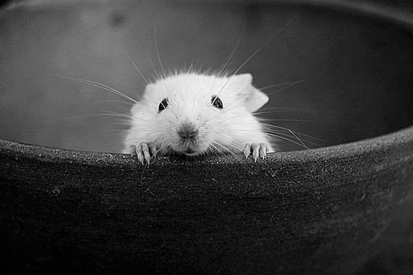 Ученые выявили белок, ответственный за ощущение холода