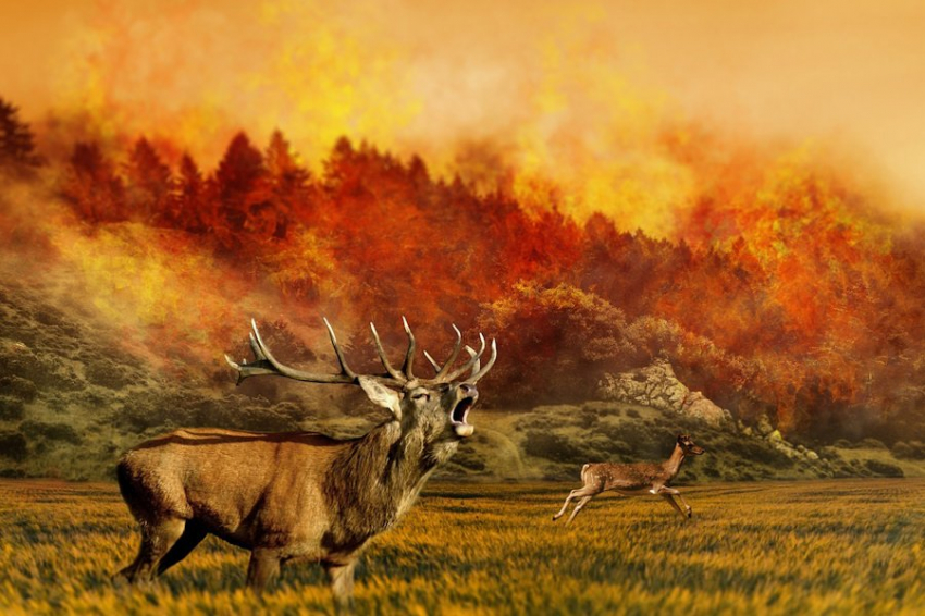 Учеными разработан алгоритм для роев дронов в борьбе с лесными пожарами