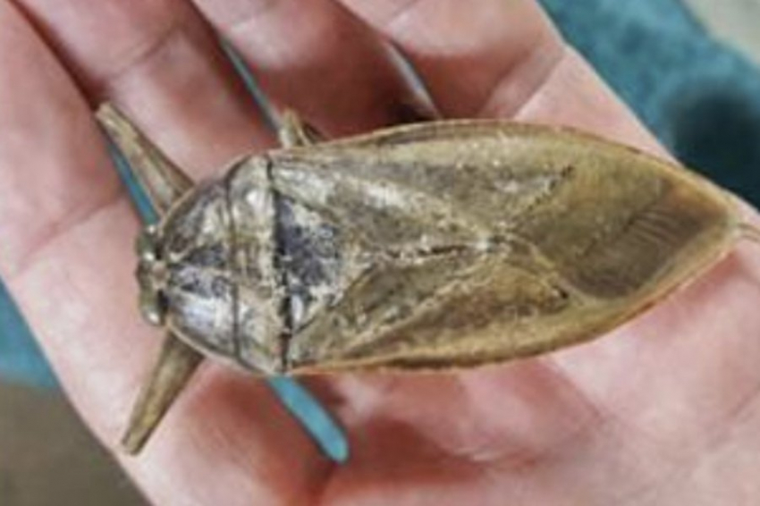 GreenProphet: гигантские хищные жуки угрожают жителям и гостям Кипра