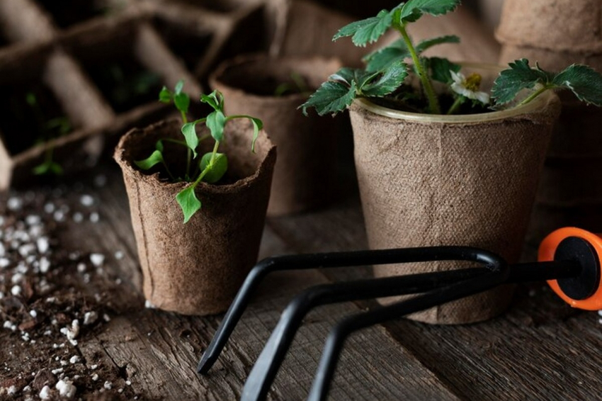 Всего чайная ложка чудо-средства: рассада перца станет толстой уже на третий день