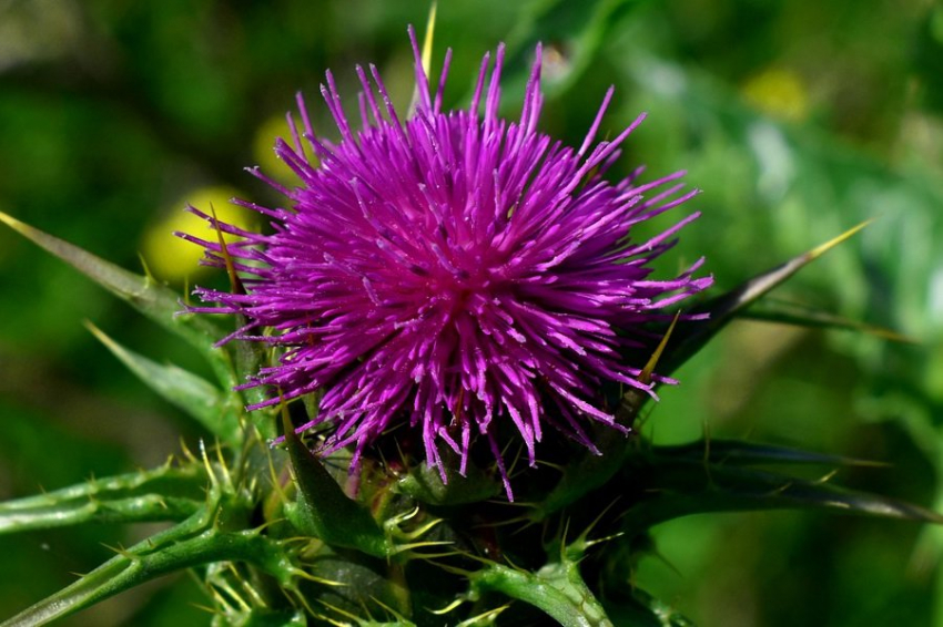 Phytomedicine: кницин из расторопши восстанавливает нервы