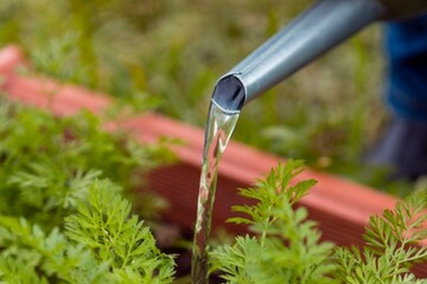 Укроп начнет расти, как «сумасшедший», если применить эти хитрости в мае