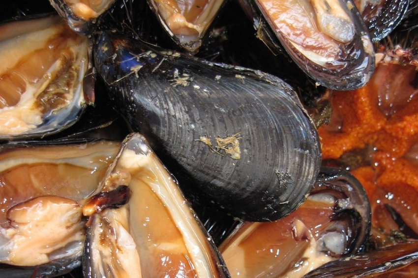 В речных мидиях выявлена высокая концентрация радиоактивного элемента