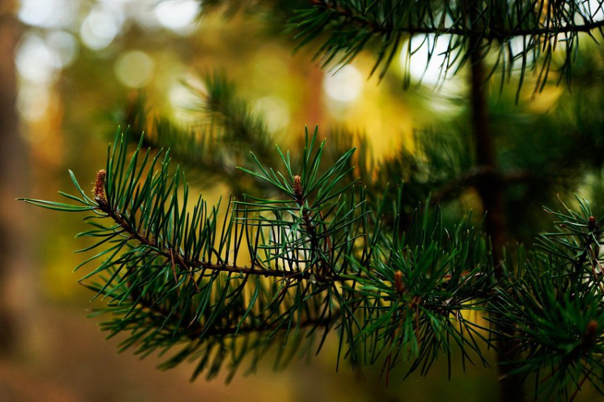 Идеи для отпуска в Карелии