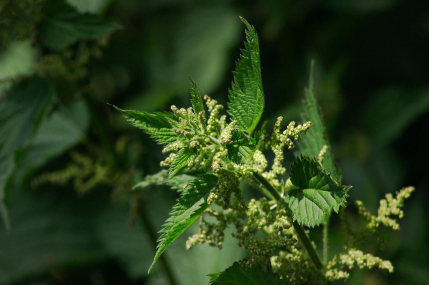 Приметы и поверья на 11 июля 2024 года: зачем в этот день нужно варить щи из крапивы