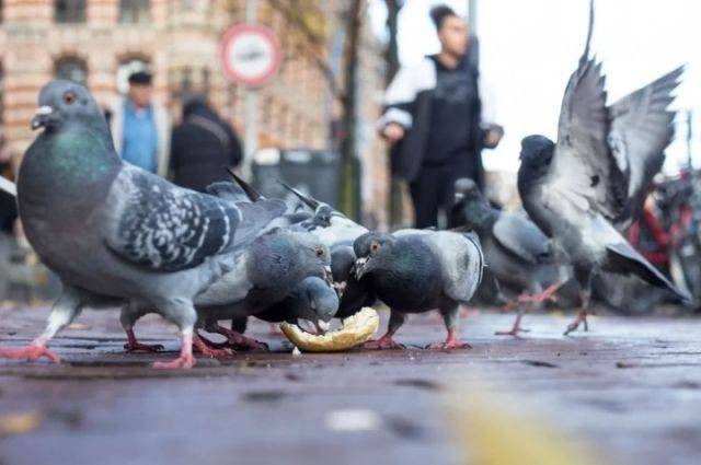 Опасные последствия: Почему кормление голубей в городе может навредить экосистеме