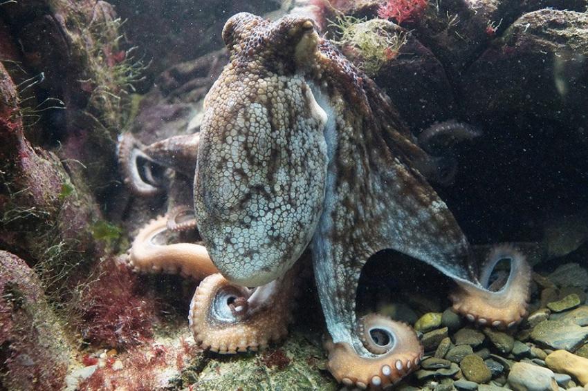 Некоторые осьминоги и рыбы охотятся вместе, чтобы поймать больше добычи