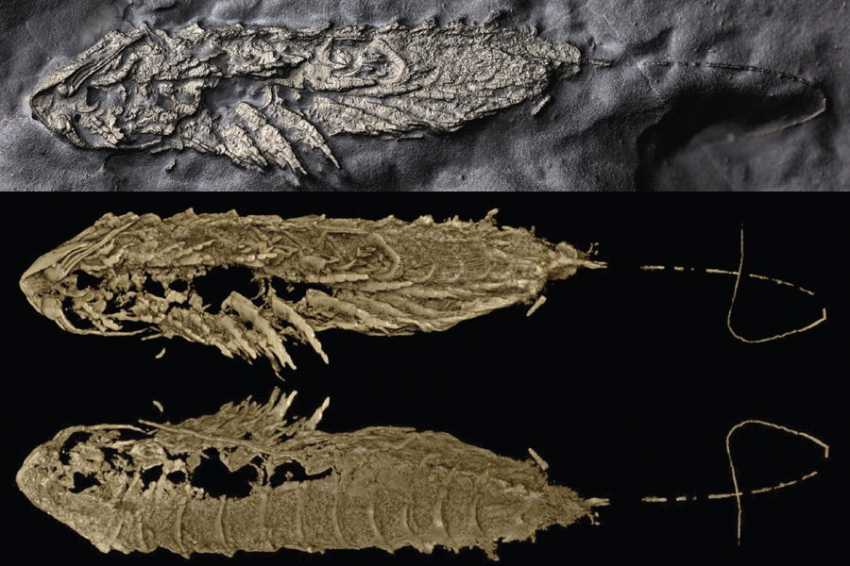 В золоте дураков найдено новое ископаемое членистоногое