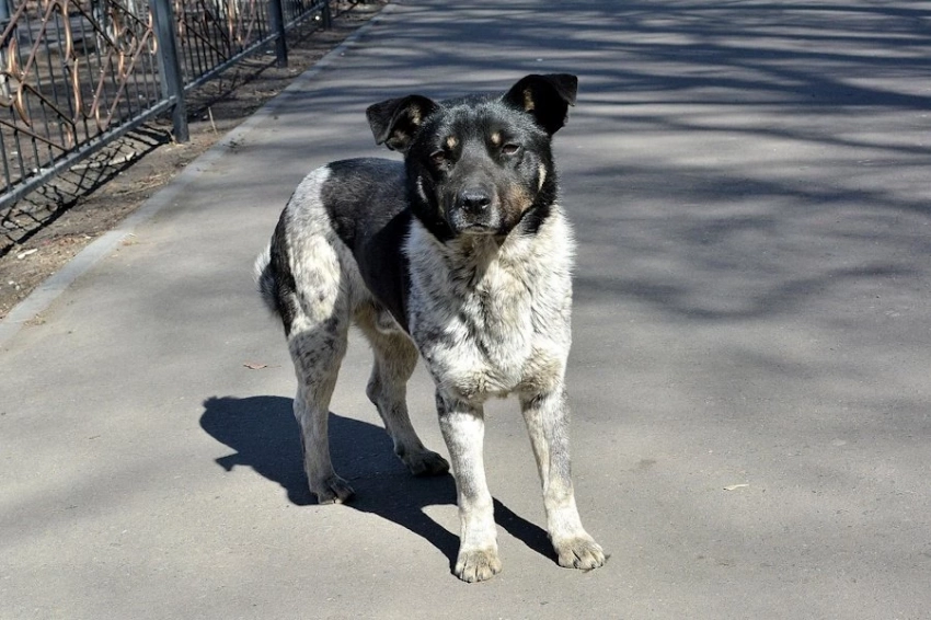 Чернобыльские собаки: эволюция под радиацией идет семимильными шагами