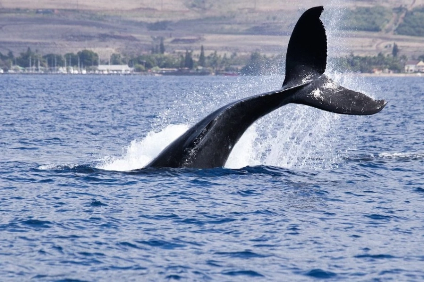 Ученые впервые препарировали самого редкого кита в мире