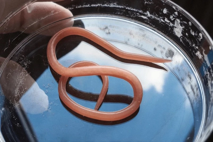 Инфекция из Африки: средневековый Брюгге стал воротами для паразитов