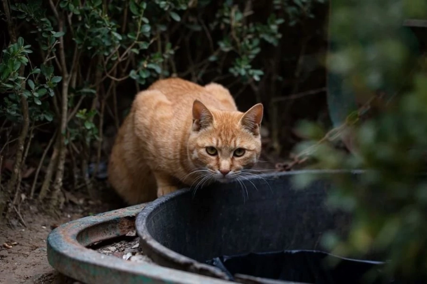 Британские ученые разработали анкету для оценки психопатических черт у кошек