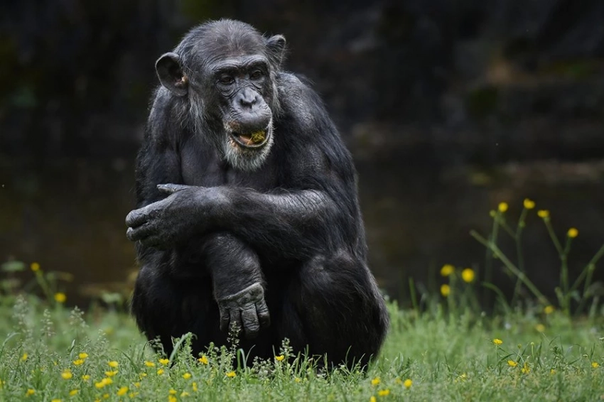 Выбор каменных орудий шимпанзе может отражать методы древних предков человека