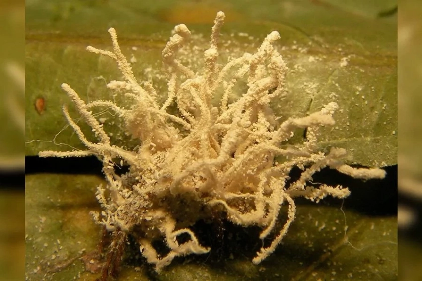 В старом замке обнаружены пауки-«зомби», зараженные невиданным ранее грибком