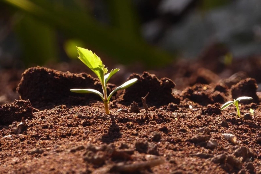 Австралийские древние породы раскрыли тайны ранних экосистем Земли