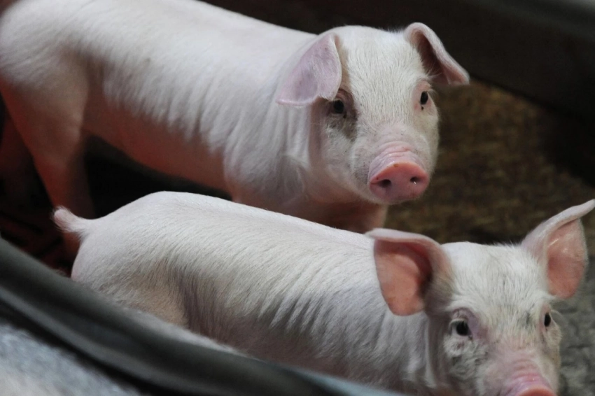 Поросенок-мутант родился на Филиппинах: он плакал, как человеческий младенец