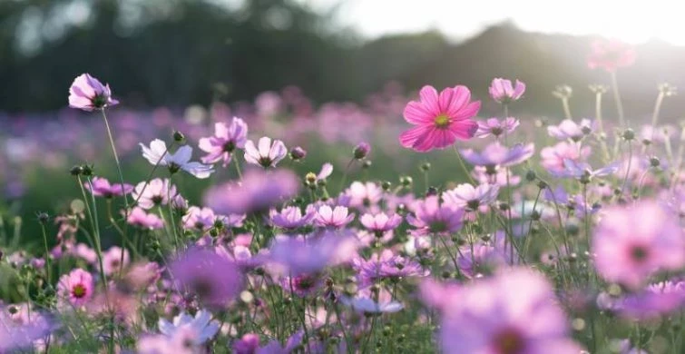 Евдокимов день 13 августа 2025 года, славится вековыми приметами, традициями и поверьями