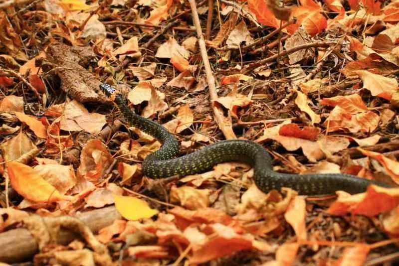 Артамон Змеевик 25 сентября 2025 года загонит рептилий по норам до наступления тепла