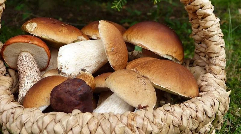 Выкручивать или срезать? Миколог раскрыл секреты правильного сбора грибов