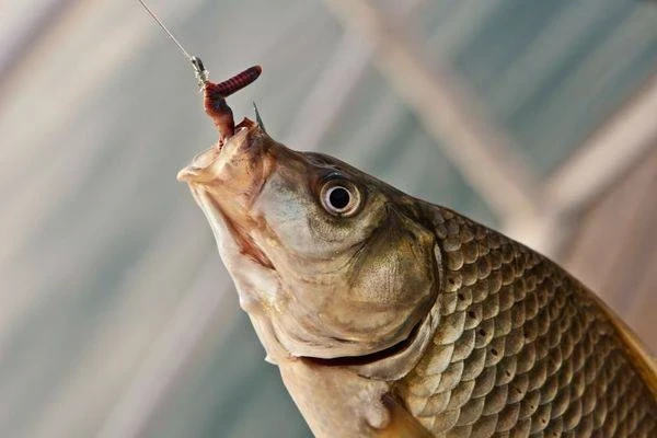 Удачная рыбалка всего на 7 дней: лунный календарь клёва на октябрь 2025 года