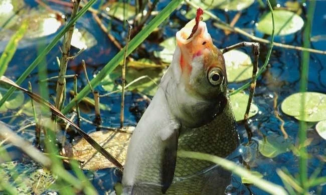 Хороший улов исключительно 7 дней: лунный календарь рыбалки на октябрь-2025