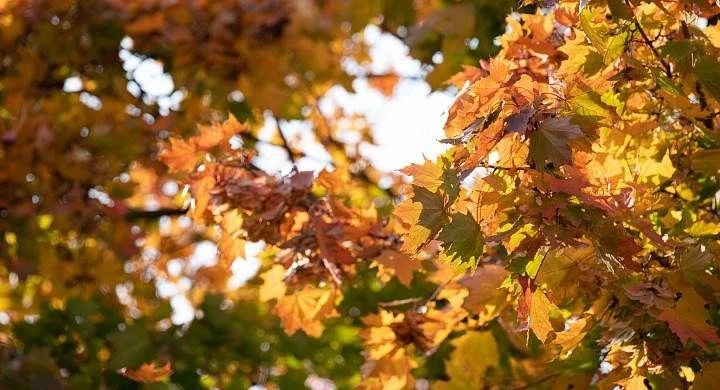 Что можно и нельзя делать по приметам в народный праздник 26 сентября 2025 года