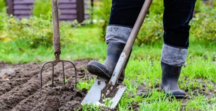 Октябрьские цветы: какие растения радуют глаз осенью?