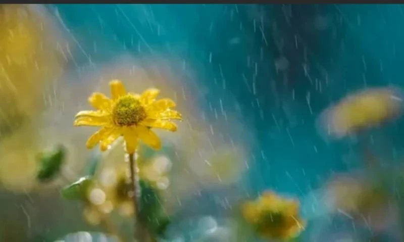 Октябрьские заботы: что делать в саду и огороде?