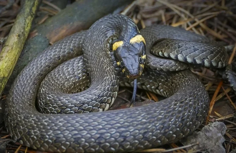 Что происходит в день сдвижения змей 27 сентября 2025 года: народные традиции и приметы