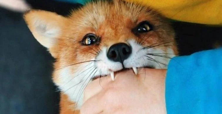 День борьбы против бешенства отмечается во всем мире 28 сентября 2025 года