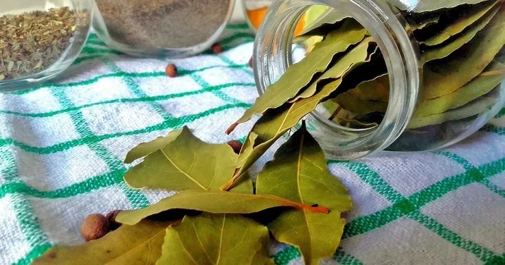 Против неприятных запахов и насекомых: один лавровый лист в холодильник, другой — под него