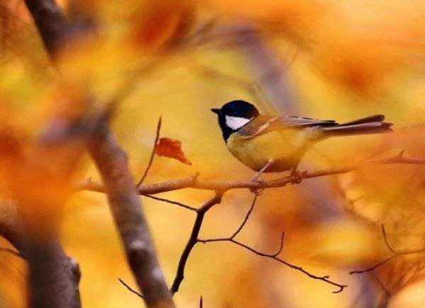 Какой церковный праздник 29 сентября 2025 года. Ефимия, Птичья костка: традиции, история, приметы