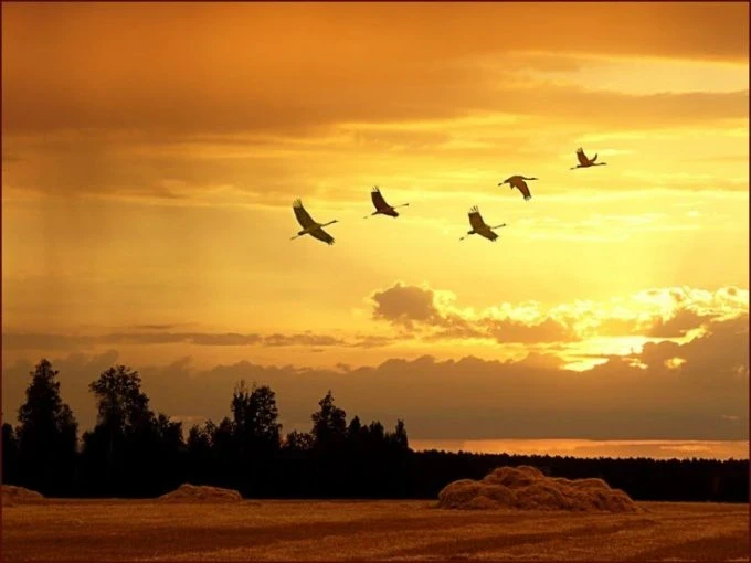 Народный праздник Евфимия Птичья костка или Людмилин день отмечают 29 сентября 2025 года