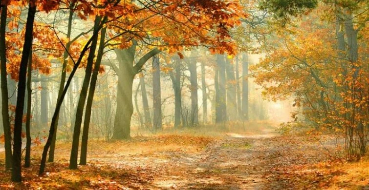 Осень на даче: копать или не копать? Ответ на главный вопрос