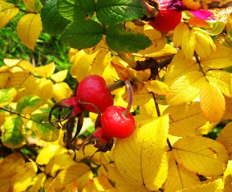 Народный праздник Арина-шиповница отмечали на Руси 1 октября