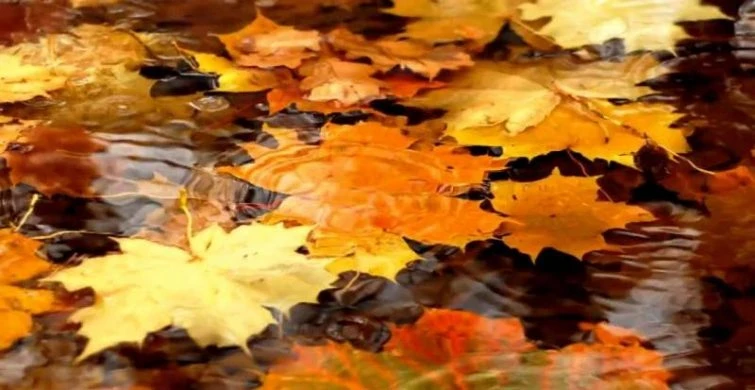 Какой церковный праздник сегодня 1 октября 2025 года, праздник в честь святой Евфросинии Суздальской