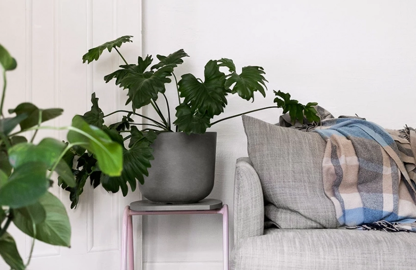 Антимагнит: 7 растений в доме, поедающих вашу денежную энергию