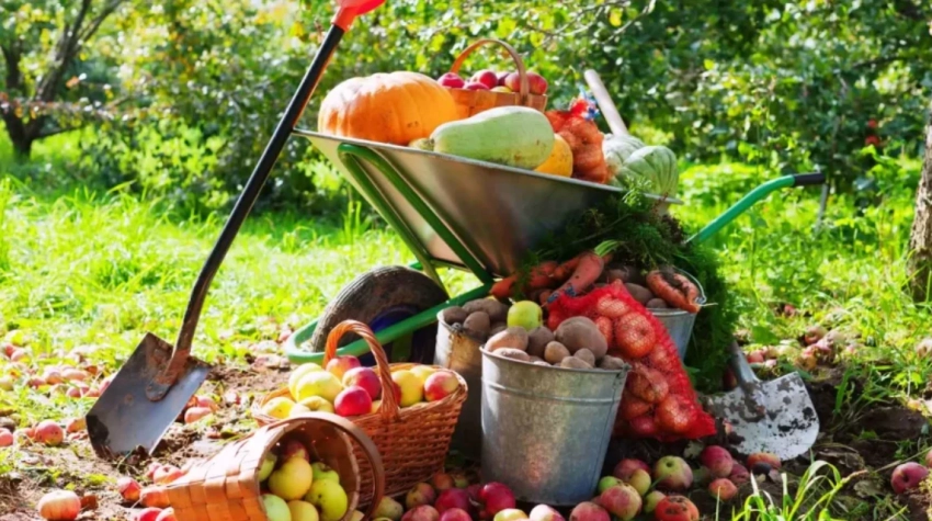 Народный праздник Корнилье отмечают 26 сентября 2025 года: традиции, запреты и приметы