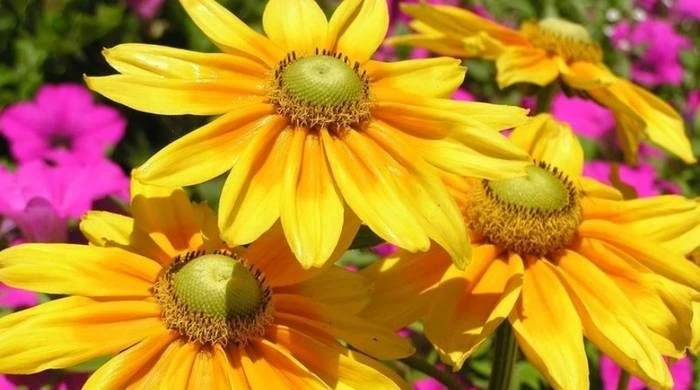 Жители стран мира празднуют 3 октября 2025 года некоторые торжества