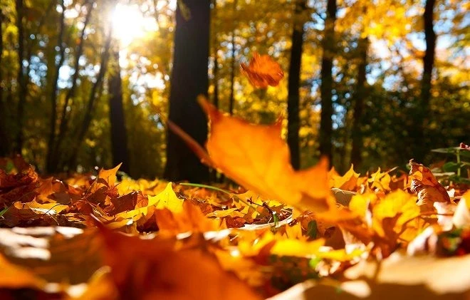 Традиции, поверья и приметы дня Кондрата да Ипата, ежегодно празднуемого в народе 4 октября