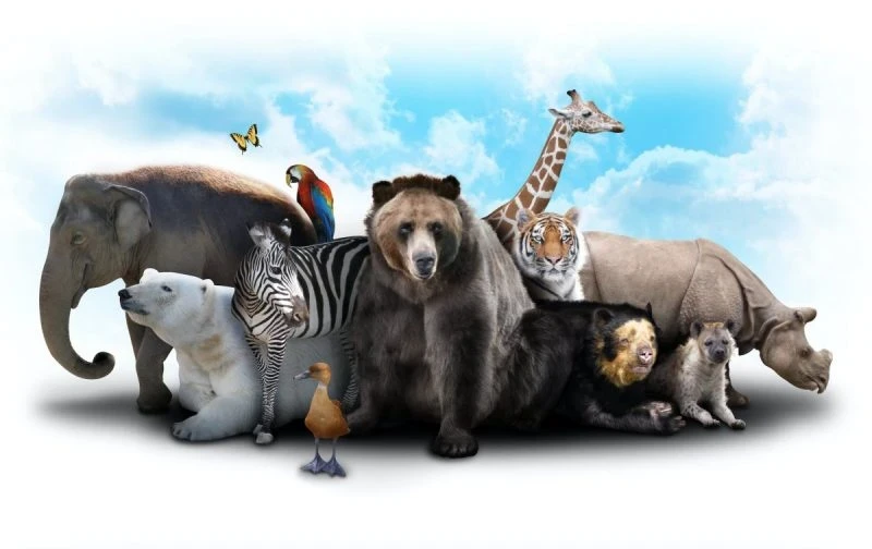 Международный праздник «Всемирный день животных» отметят в России 4 октября