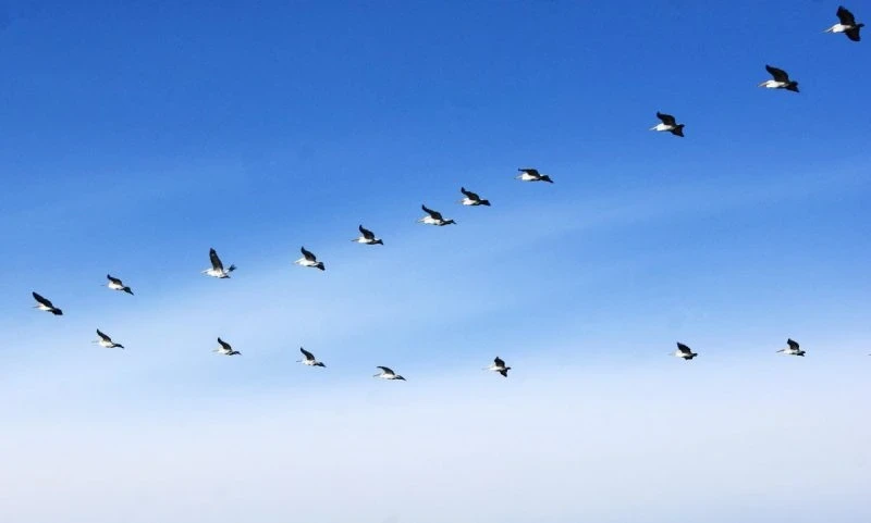 Голос небес: Протоиерей Ткачев о праве птиц осуждать человечество