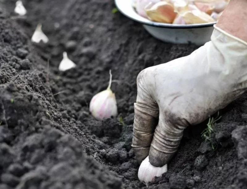 Когда сажать озимый чеснок в 2025 году: береза подскажет!