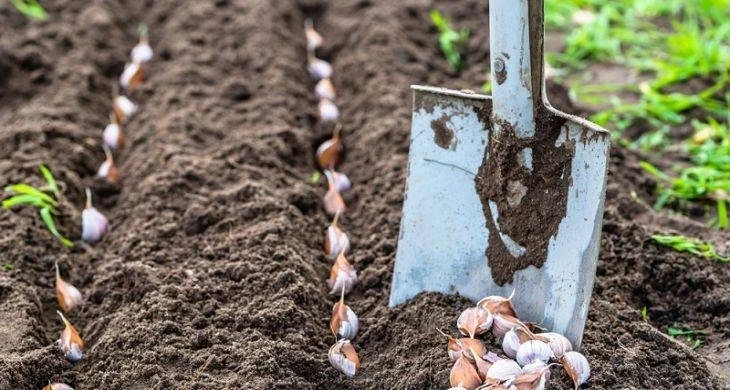 Не спешите с посадкой: береза подскажет идеальное время для чеснока