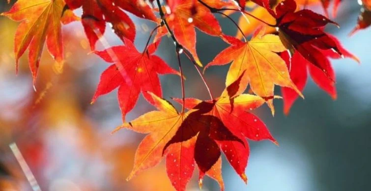 Традиции, обычаи и запреты в праздники 9 октября 2025 года