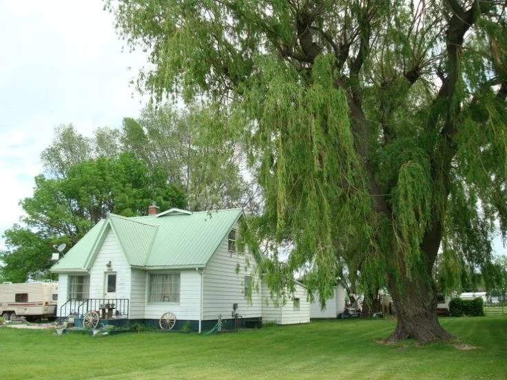 Тихие враги вашего дома: 4 растения, которые разрушают фундамент и канализацию