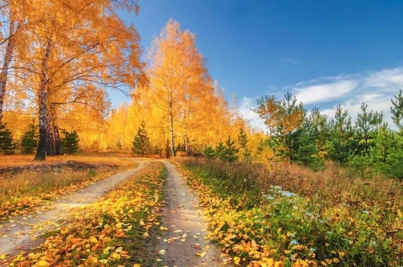 Церковный праздник «День памяти Феофана Милостивого» отмечают в России 12 октября в 2025 году